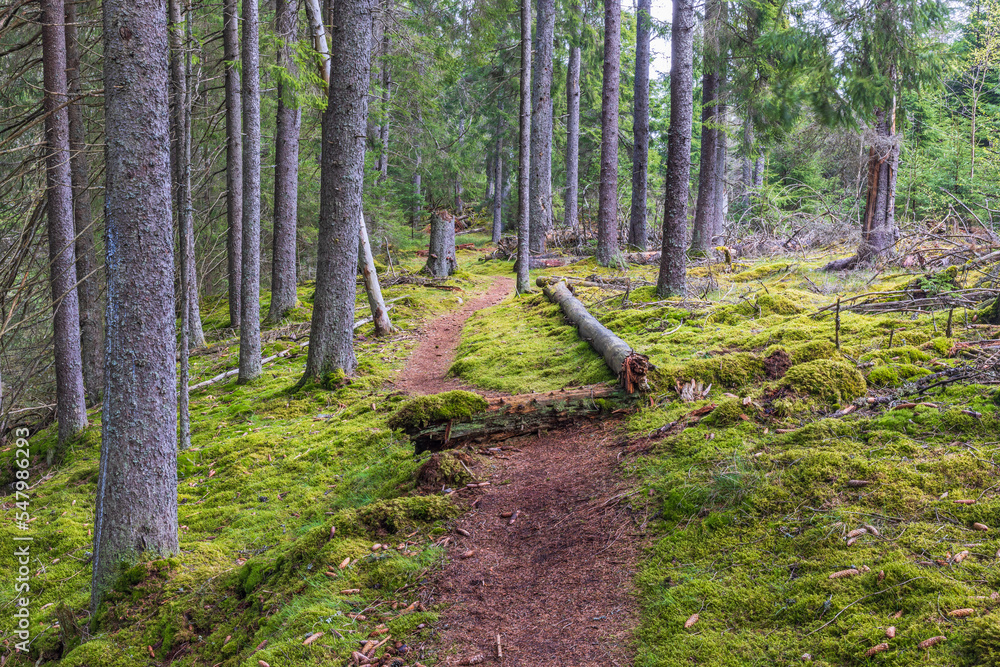 Trail in a coniferous forest