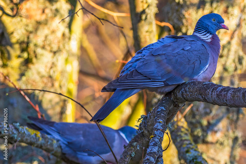 Close up at Wood pigeons on tree branch