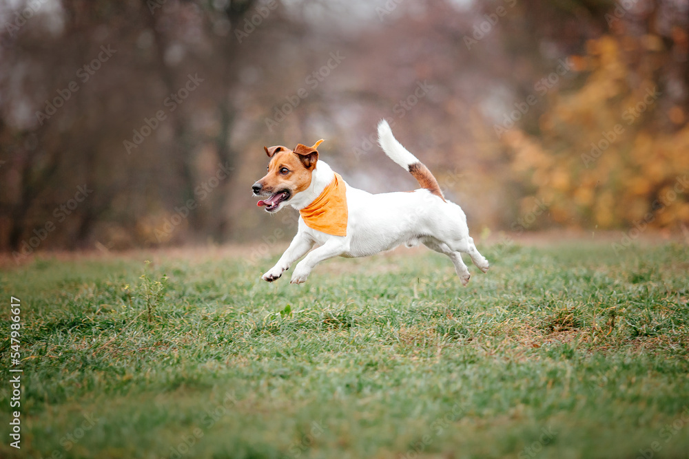 Jack Russell Terrier dog breed on a Foggy Autumn Morning. Dog running. Fast dog outdoor. Pet in the park.