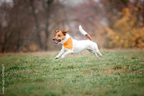 Obraz na płótnie Jack Russell Terrier dog breed on a Foggy Autumn Morning