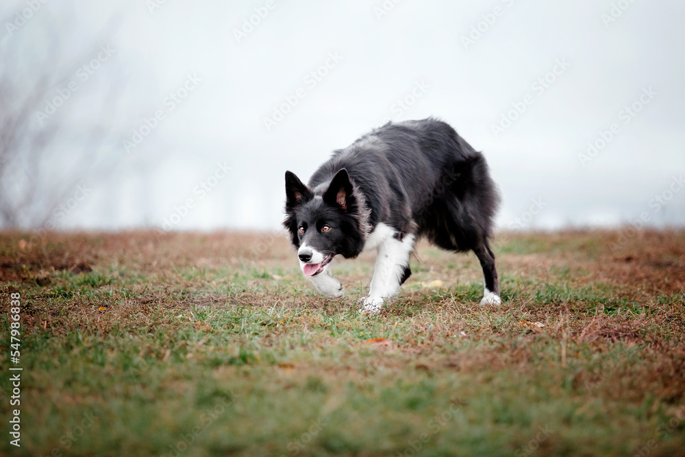 Cute Border collie dog breed on a Foggy Autumn Morning. Dog training. Fast dog outdoor. Pet in the park. Cute Border collie dog breed on a Foggy Autumn Morning. Dog training. Fast dog outdoor. Pet in the park.