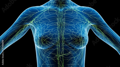 Canvas Print 3D Rendered Medical Illustration of Female Anatomy - Lymphatic Veins