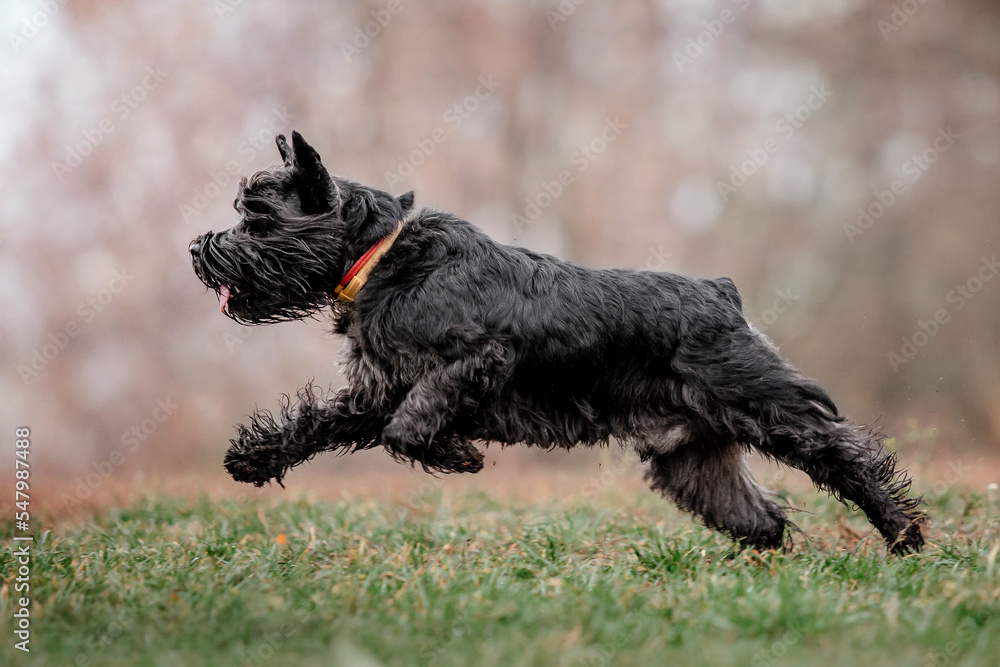 Miniature Schnauzer dog breed on a Foggy Autumn Morning. Dog running. Fast dog outdoor. Pet in the park.