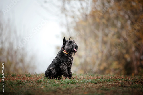 Miniature Schnauzer dog breed on a Foggy Autumn Morning. Dog running. Fast dog outdoor. Pet in the park. © OlgaOvcharenko