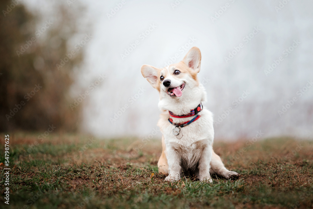 Welsh Corgi dog breed on a Foggy Autumn Morning. Dog running. Fast dog outdoor. Pet in the park.