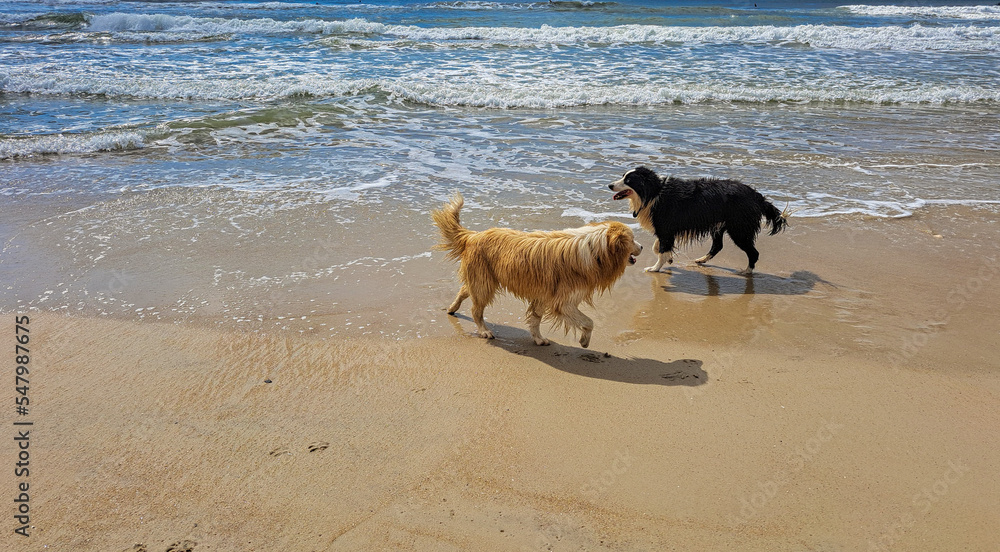 twodoges on the beach