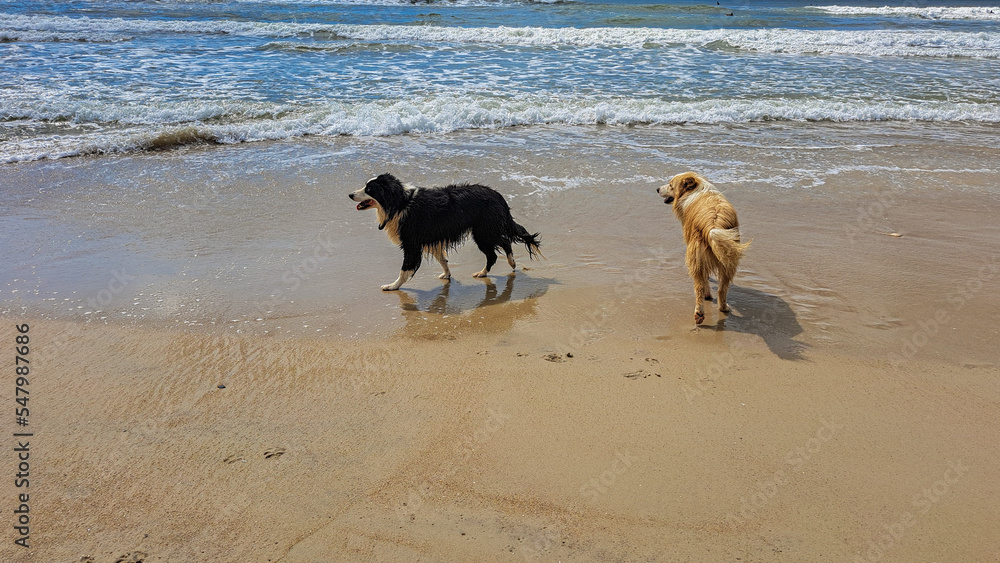 a caramel dog and a black dog walking on the beach in Florianópolis a caramel dog and a black dog walking on the beach in Florianópolis