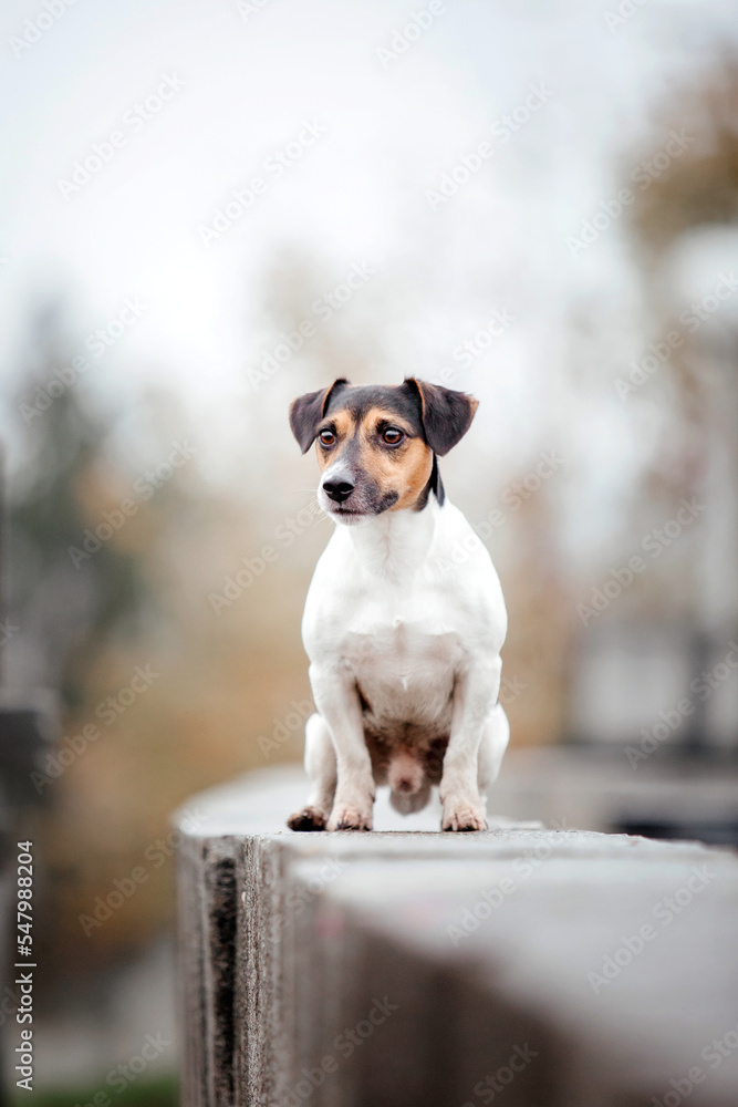 Jack Russell Terrier dog breed on a Foggy Autumn Morning. Dog running. Fast dog outdoor. Pet in the park.