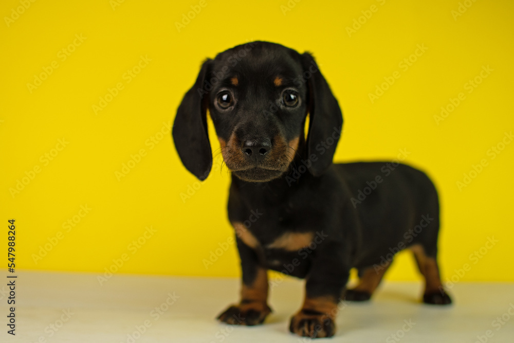 A miniature dachshund puppy standing on a yellow background A miniature dachshund puppy standing on a yellow background