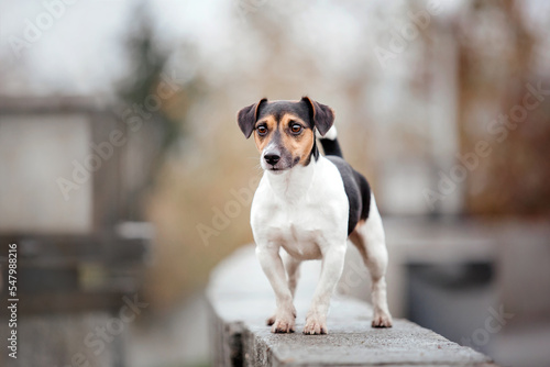 Jack Russell Terrier dog breed on a Foggy Autumn Morning. Dog running. Fast dog outdoor. Pet in the park.