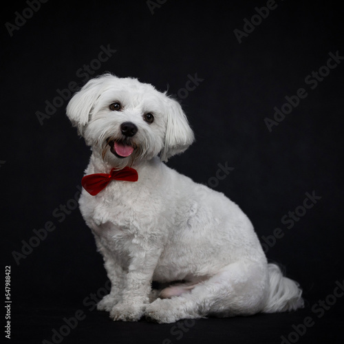 white schnauzer puppy