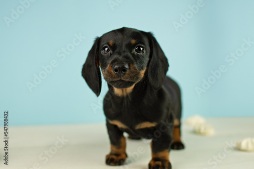 Black miniature dachshund puppy standing on a blue background
