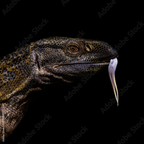 bearded dragon lizard