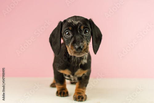Cute marbled rabbit dachshund puppy standing on a pink background
