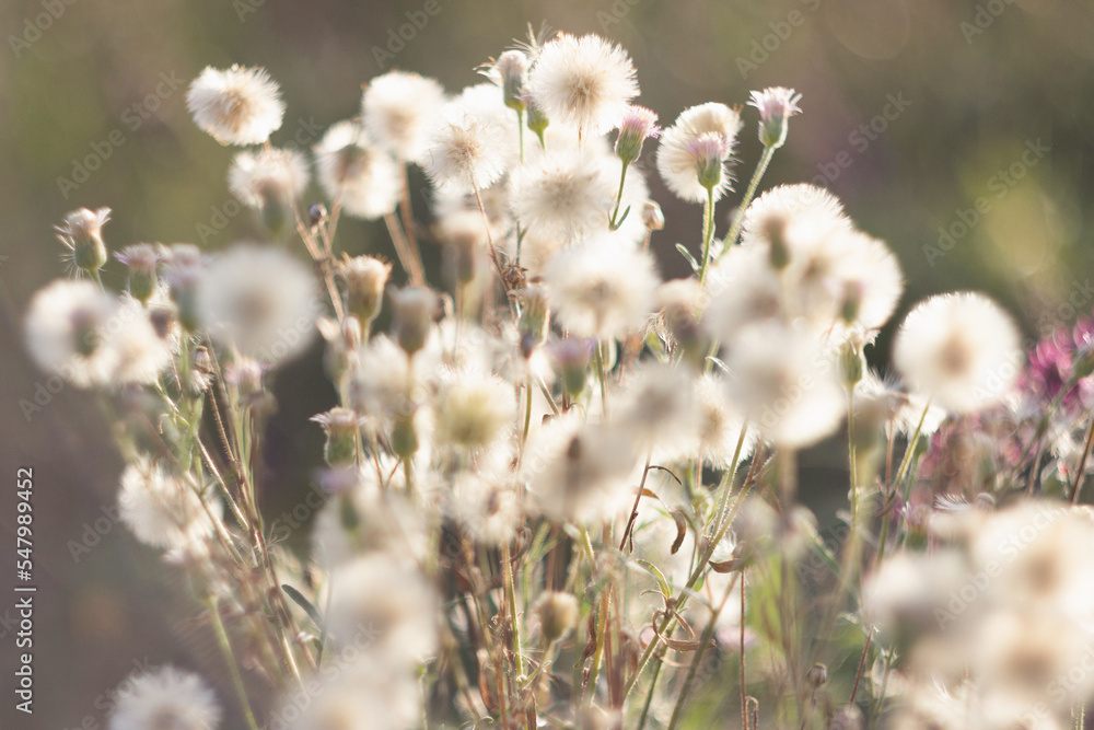 Fototapeta premium Dry wild plants in the autumn meadow