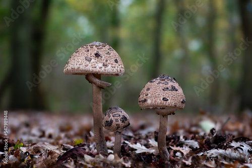 Macrolepiota procera, the parasol mushroom, a basidiomycete fungus photo