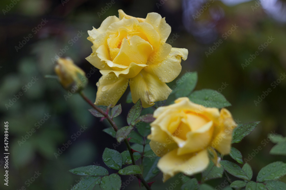 Yellow roses in the autumn garden after rain Yellow roses in the autumn garden after rain