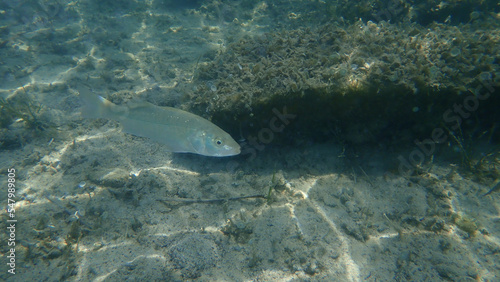 European bass or European seabass  seabass  sea bass  bass  Dicentrarchus labrax  undersea  Aegean Sea  Greece  Halkidiki 