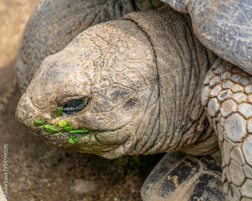 Macro shot of a Galápagos giant tortoise (scientific name: Chelonoidis niger)