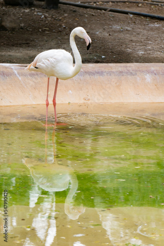 Greater flamingo (scientific name: Phoenicopterus roseus) standing on water in daylight. The reflection of the bird is partially visible due to the disturbance in water.