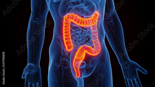 Fotografi 3D Rendered Medical Illustration of Male Anatomy - The Colon.