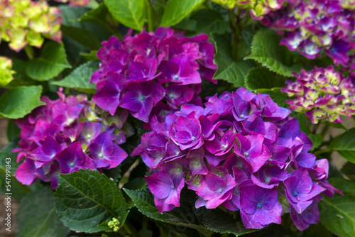 violet hortensia flowers in a garden