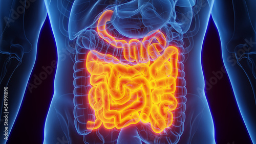 Foto 3D Rendered Medical Illustration of Male Anatomy - Small Intestines