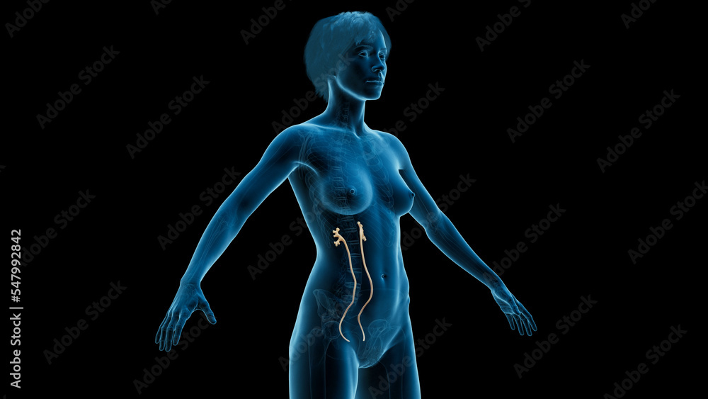 3D Rendered Medical Illustration of Female Anatomy - The Ureters 3D Rendered Medical Illustration of Female Anatomy - The Ureters