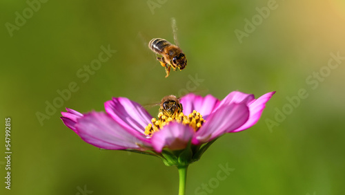 Bee and flower. Close-up of a large striped bee flying on a pink flower to collect pollen and honey. Macro horizontal photography. Summer and spring backgrounds © borislav15