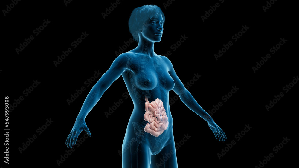 3D Rendered Medical Illustration of Female Anatomy - The Small Intestine 3D Rendered Medical Illustration of Female Anatomy - The Small Intestine