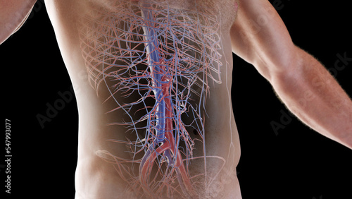 3D Rendered Medical Illustration of Male Anatomy - Cardiovascular system. The abdomen. photo