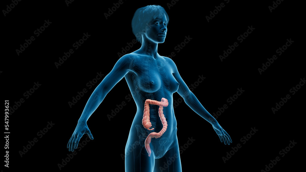 3D Rendered Medical Illustration of Female Anatomy - Colon 3D Rendered Medical Illustration of Female Anatomy - Colon