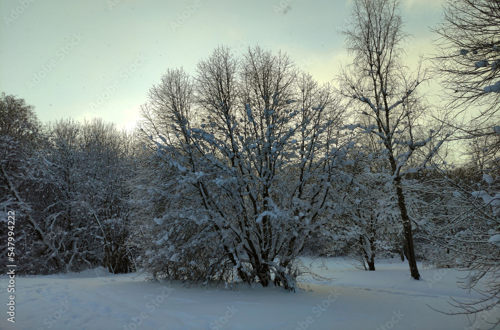 Beautiful winter weather in the forest. First snow.