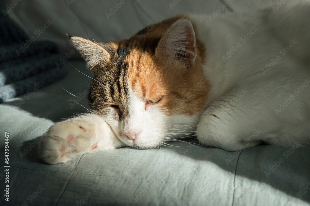 Sleeping female cat closeup on house sofa