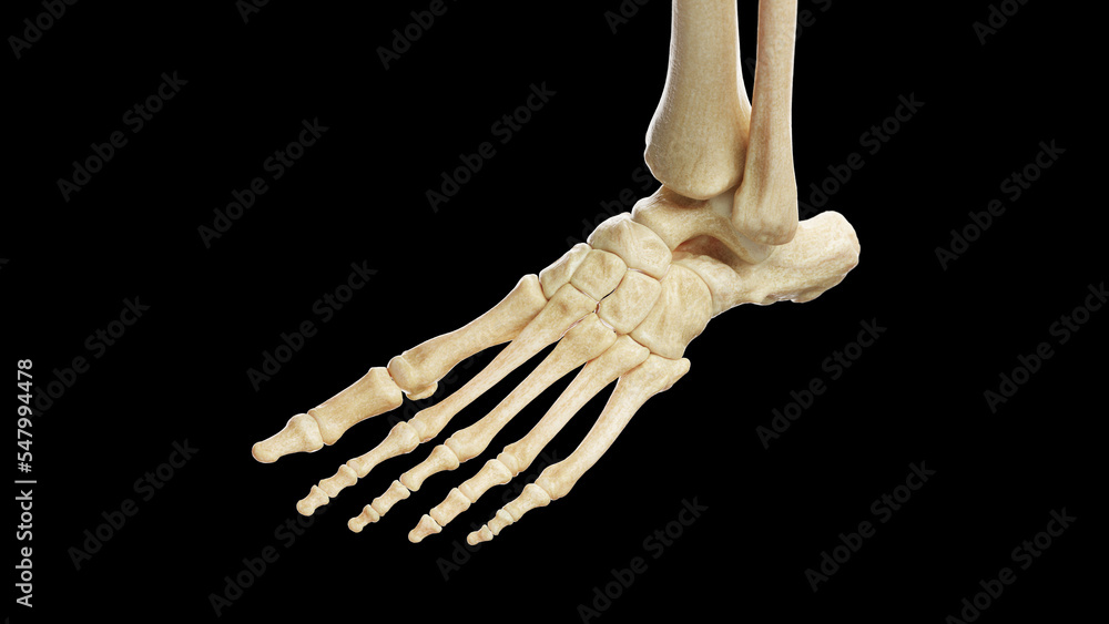 3D Rendered Medical Illustration of Female Anatomy - Bones of Left foot ...