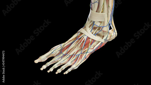 3D Rendered Medical Illustration of Female Anatomy - Muscles and Tendons of Left foot photo