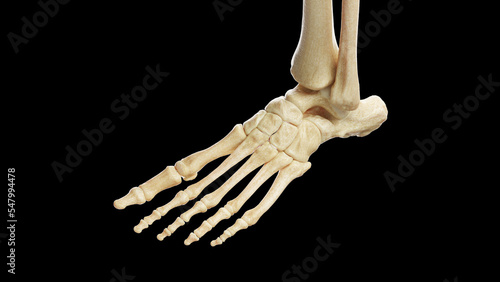 3D Rendered Medical Illustration of Female Anatomy - Bones of Left foot photo