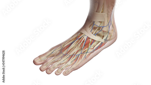 3D Rendered Medical Illustration of Female Anatomy - Muscles of the Left foot photo