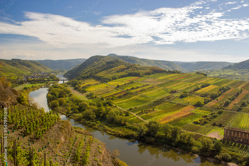 Moselle River in Germany, view of Calmont village and vineyards in the Mosel river valley