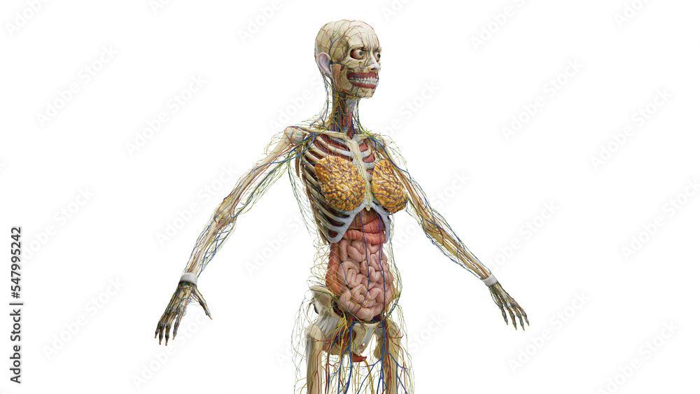 3D Rendered Medical Illustration of Female Anatomy Internal Organs
