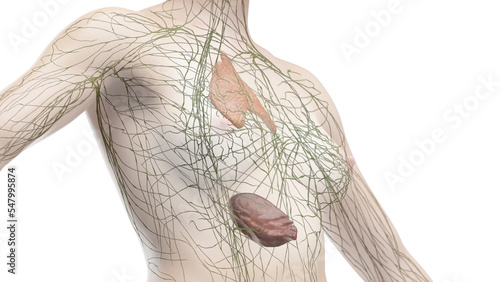 3D Rendered Medical Illustration of Female Anatomy - immune system. the torso