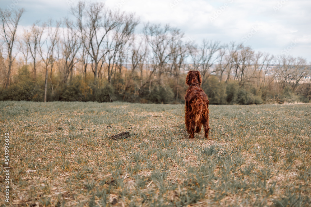 Back view of Irish Setter dog on a walk in an autumn forest.