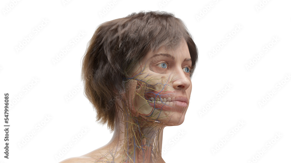 3D Rendered Medical Illustration of Female Anatomy - internal organs of the head