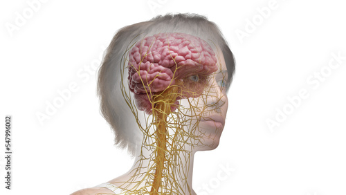 3D Rendered Medical Illustration of Female Anatomy - The nervous system