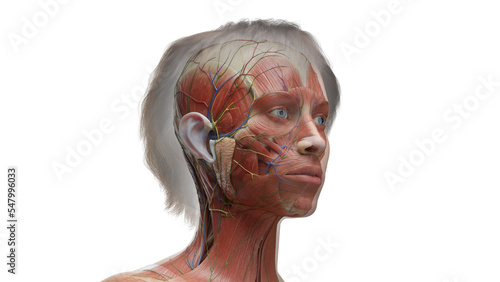 3D Rendered Medical Illustration of Female Anatomy - muscls of the head photo