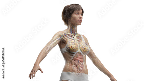 3D Rendered Medical Illustration of Female Anatomy - Internal Organs - The Torso