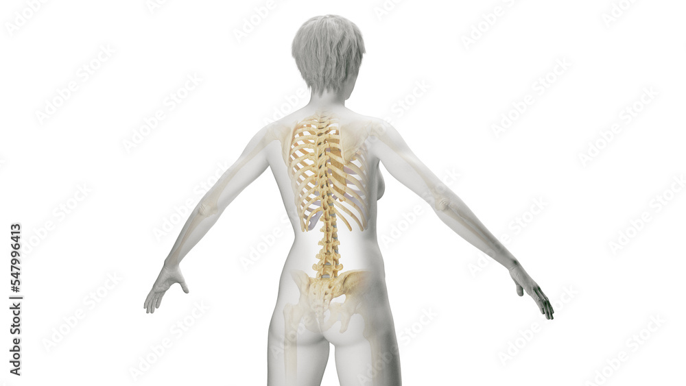 3D Rendered Medical Illustration of Female Anatomy - The Skeleton 3D Rendered Medical Illustration of Female Anatomy - The Skeleton