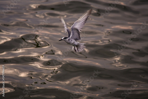 seagull in flight