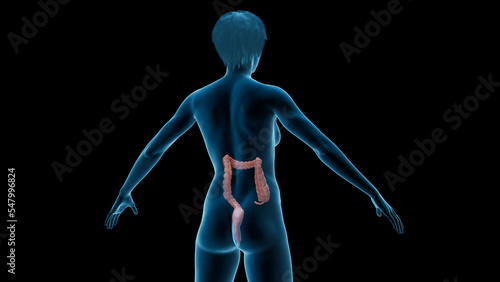 3D Rendered Medical Illustration of Female Anatomy - The Colon photo