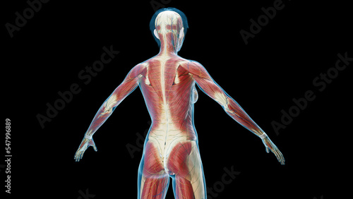 Tableau sur toile 3D Rendered Medical Illustration of Female Anatomy - Muscular System